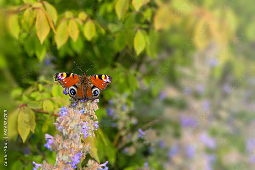 Aglais io or European peacock butterfly. Butterfly on a melissa flower. Aglais io or European peacock butterfly. Butterfly on a melissa flower.