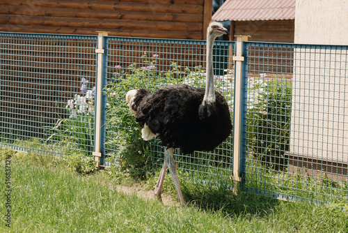 A large black and white ostrich walks around the enclosure. Ostrich breeding farm. Close-up