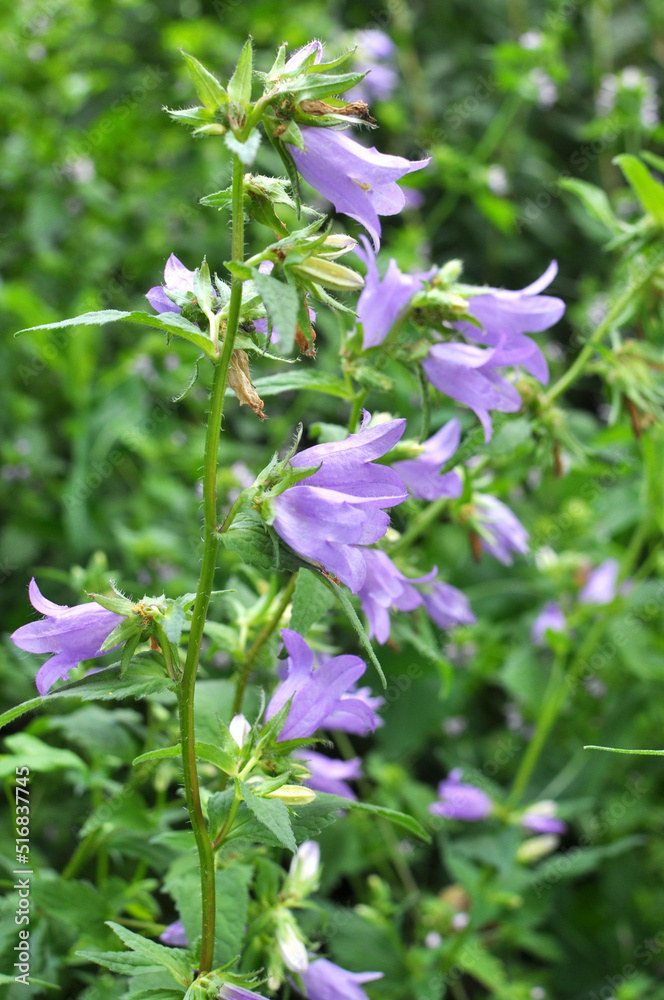 Bells (Campanula bononiensis) bloom in nature