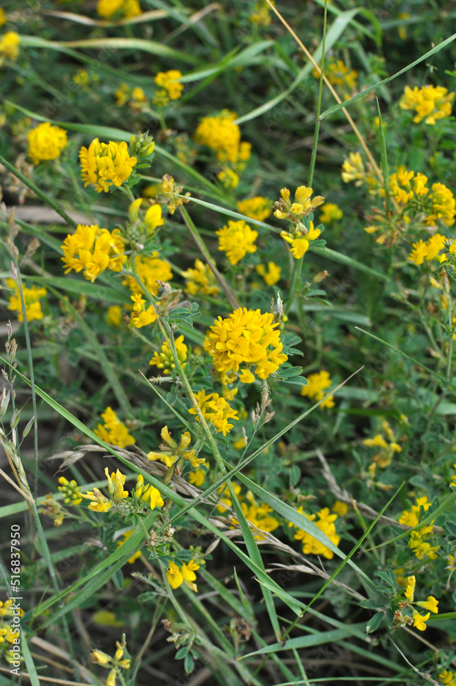Fototapeta premium Blossoms of alfalfa sickle (Medicago falcata)