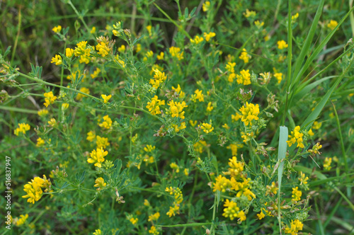 Blossoms of alfalfa sickle (Medicago falcata)