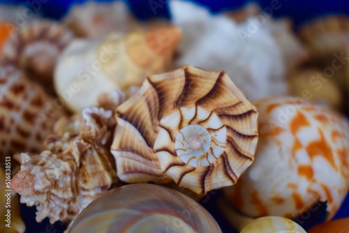 Sea Shells