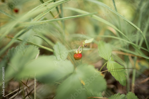 Red wild strawberry on bush.