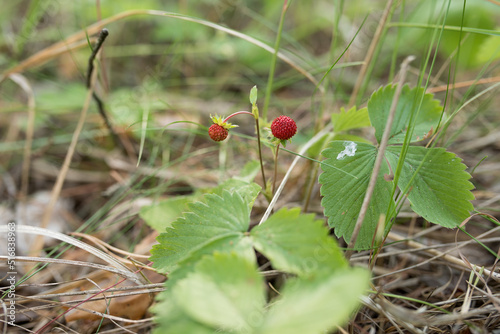 Two red wild strawberries.