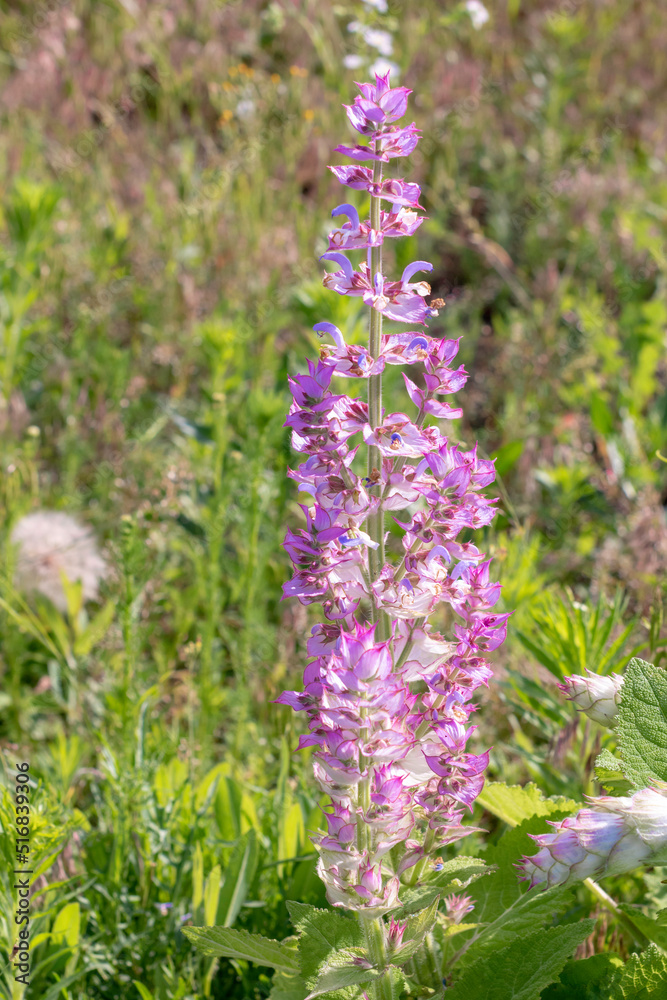 Fototapeta premium Clary sage plant in garden in summer.Beautiful floral background