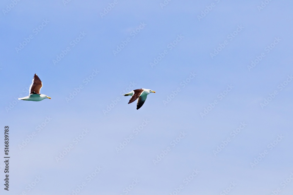 Fototapeta premium zwei Vögel fliegen hintereinander 