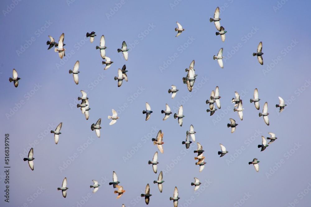 Fototapeta premium Fliegender Schwarm Tauben 