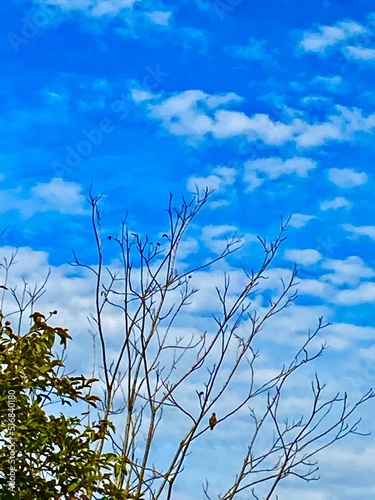 Paisagem do campo na cidade