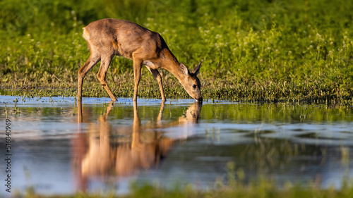 Roe deer, capreolus capreolus, drinking from splash with reflection in water. Female mammal bending neck to the marsh in spring. Hind standing on flood in sunligt.