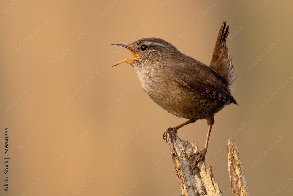 Eurasian wren, troglodytes troglodyte, singing on stump in spring with copy space. Little brown bird sitting on tree form side. Small songbird with open beak on wood.