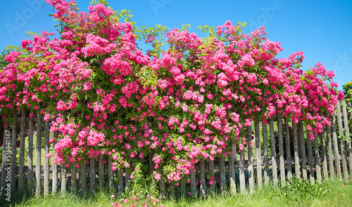 Fototapeta Naklejka Na Ścianę i Meble -  blooming pink shrub roses behind the wooden paling fence, blue sky