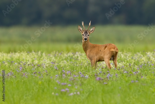 Roe deer, capreolus capreolus, observing on blooming meadow with copy space. Roebuck looking to the camera on blossom field. Antlered male mammal standing on wildflowers.
