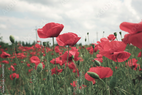 Beautiful red poppy flowers growing in field  closeup