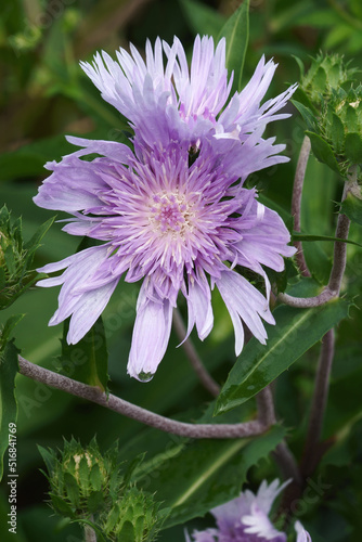 Stockesia (Stokesia laevis). Called Stokes aster also. photo