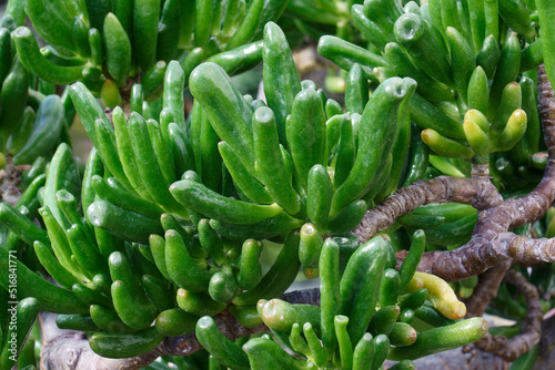 Gollum jade plant (Crassula ovata 'Gollum')
