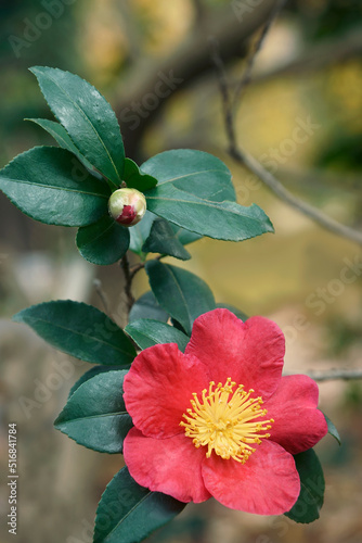 Yuletide camellia (Camellia sasanqua 'Yuletide'). Known as Camellia x vernalis 'Yuletide' also