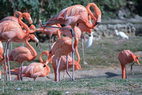 Flamingos