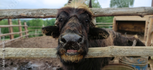 bull's muzzle close-up, animal husbandry