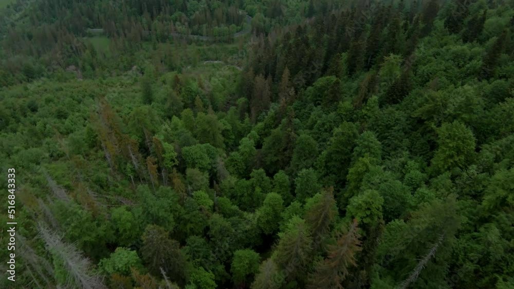 Top down view of the forest on the slopes of the mountains. Tatra Mountains Top down view of the forest on the slopes of the mountains. Tatra Mountains