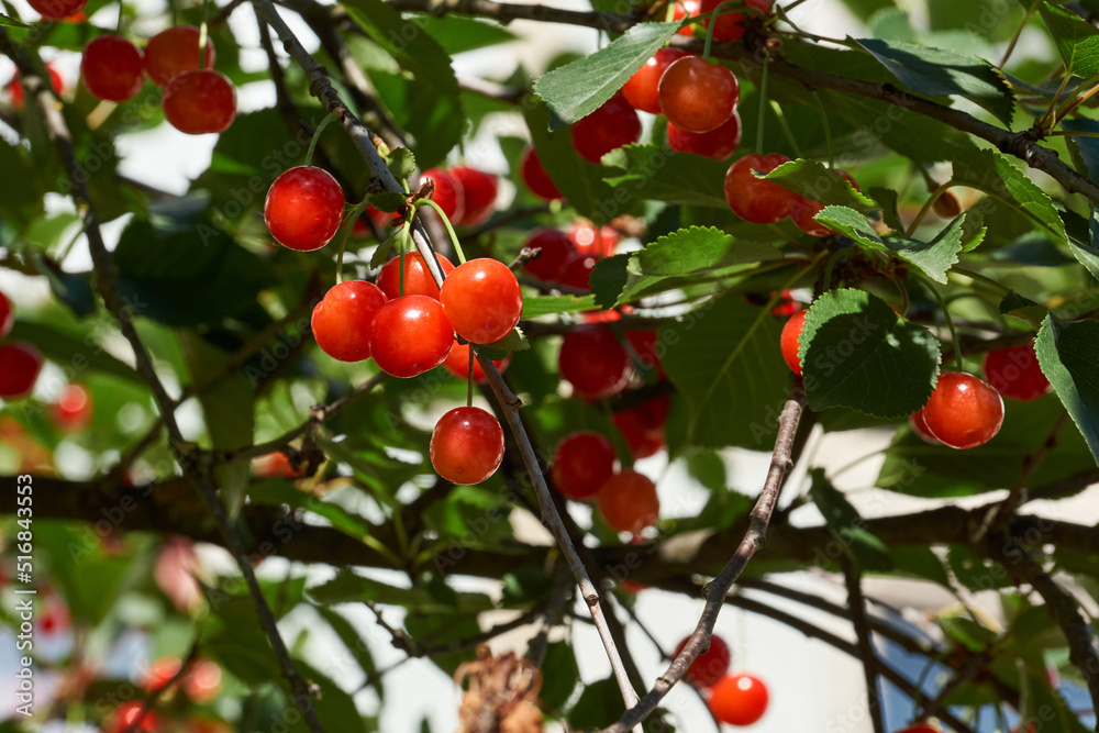 Cherry fruits on a background of blue sky and green leaves. The cherry is ripening in the garden. Cherry fruits on a background of blue sky and green leaves. The cherry is ripening in the garden.