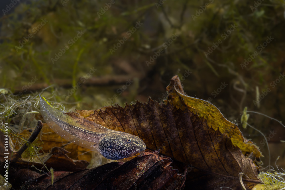 Obraz premium A tadpoles of the grass frog rests on the bottom of the pond, Rana temporaria