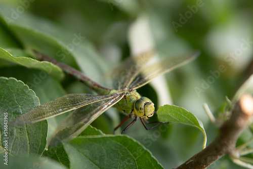 A green female Dragonfly - Emperor Dragonfly, Blue Emperor - sits, rests and hides well camouflaged in an apple tree, Anax imperator