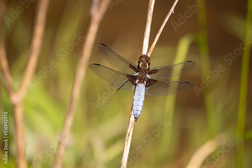 A beautiful blue dragonfly sitting on a branch in the reed at the pond in April, view from above, Libellula depressa