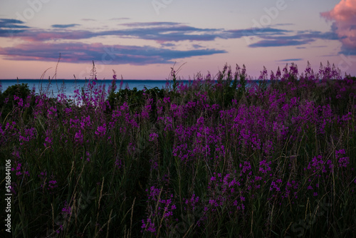 Fireweed close-up. Beautiful violet pink blossoming fireweed flowers during sunny summer evening. Summer background.