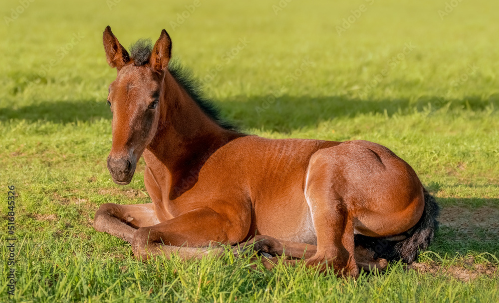 Portrait of a thoroughbred colt. The foal is lying in the green grass. Pasture on a sunny summer day. Outdoor in summer. A thoroughbred sports horse Portrait of a thoroughbred colt. The foal is lying in the green grass. Pasture on a sunny summer day. Outdoor in summer. A thoroughbred sports horse