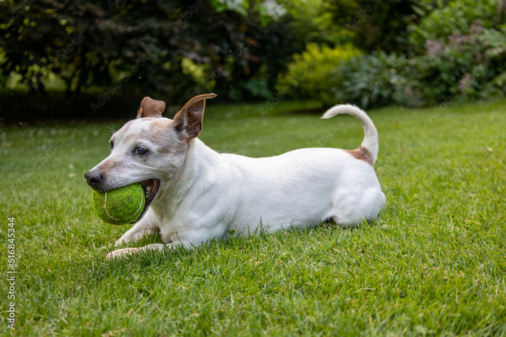Happy Jack Russell Terrier Dog playing with ball on green grass lawn 
