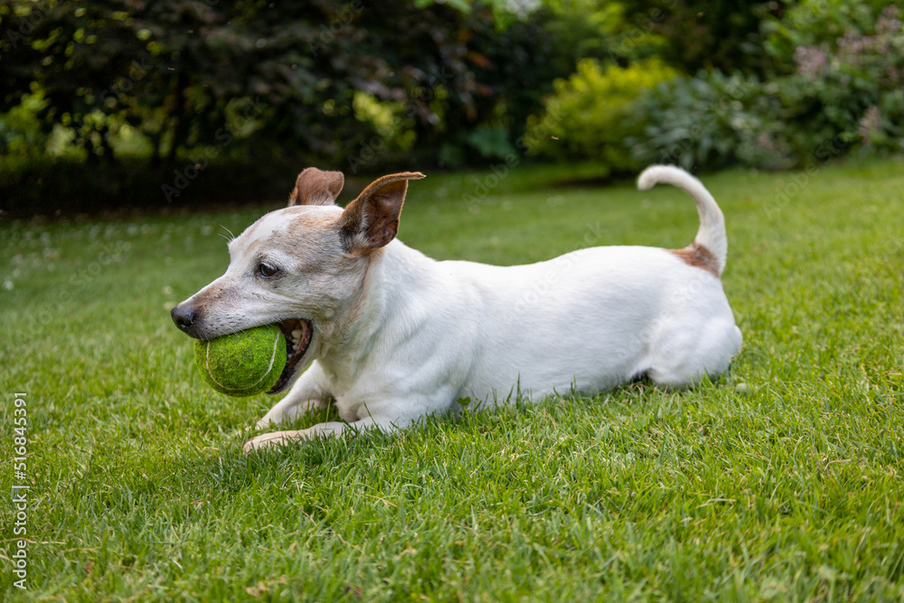 Happy Jack Russell Terrier Dog playing with ball on green grass lawn Happy Jack Russell Terrier Dog playing with ball on green grass lawn