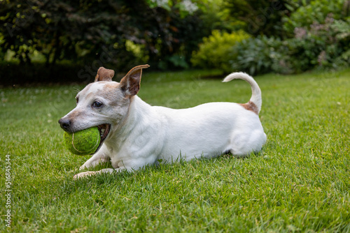 Happy Jack Russell Terrier Dog playing with ball on green grass lawn 