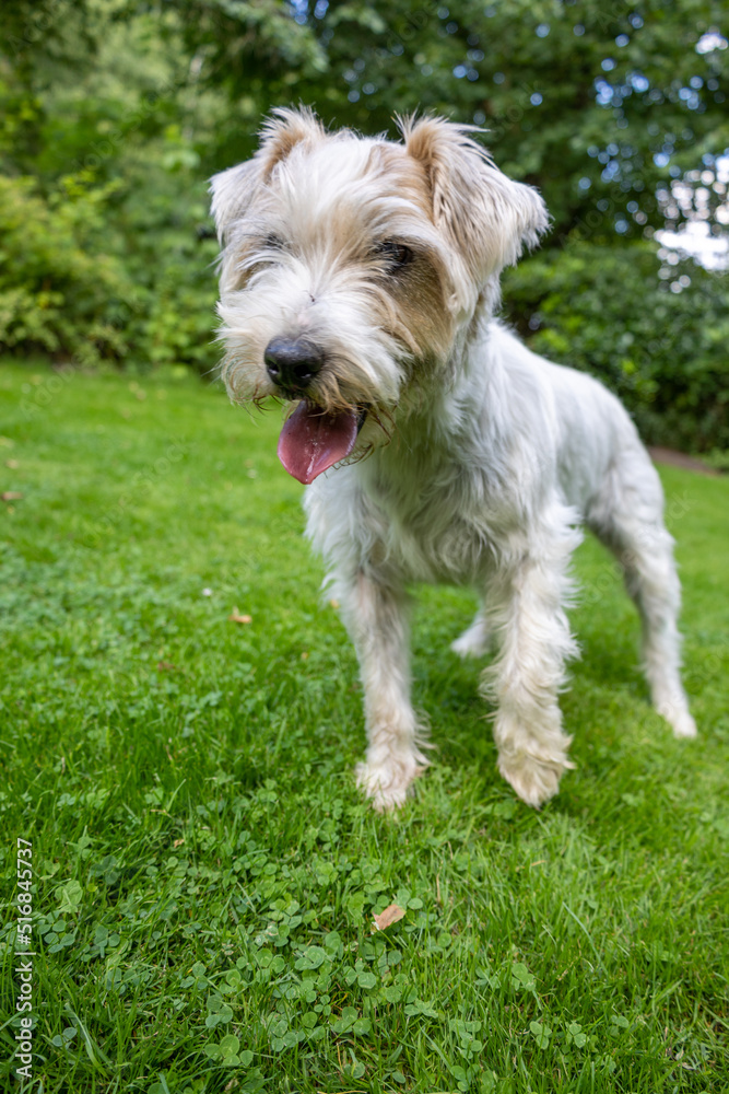 Close up Jack Russell Terrier Dog in Green Garden