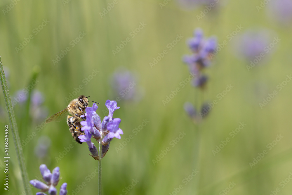 Bee collects honey on a purple lavender flower Bee collects honey on a purple lavender flower