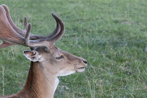 Portrait of a mighty stag with large  newly growing antlers standing in a meadow  side view  dama dama