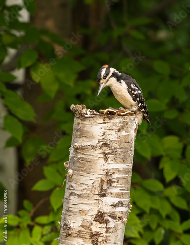 Male Hairy Woodpecker in Alaska photo