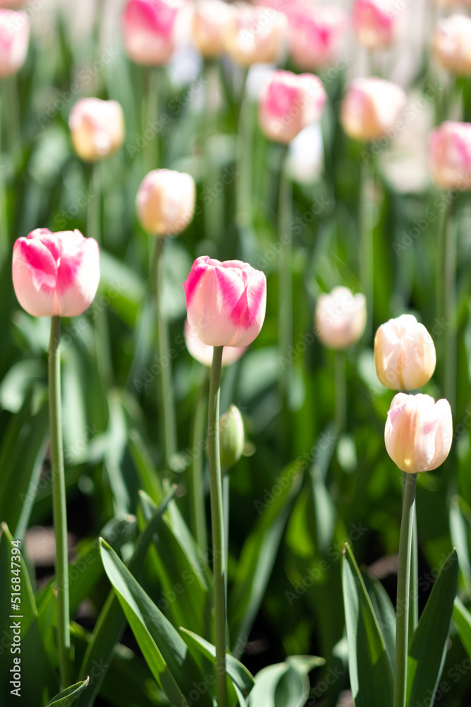 Brilliant tulip flowers with pink and orange petals