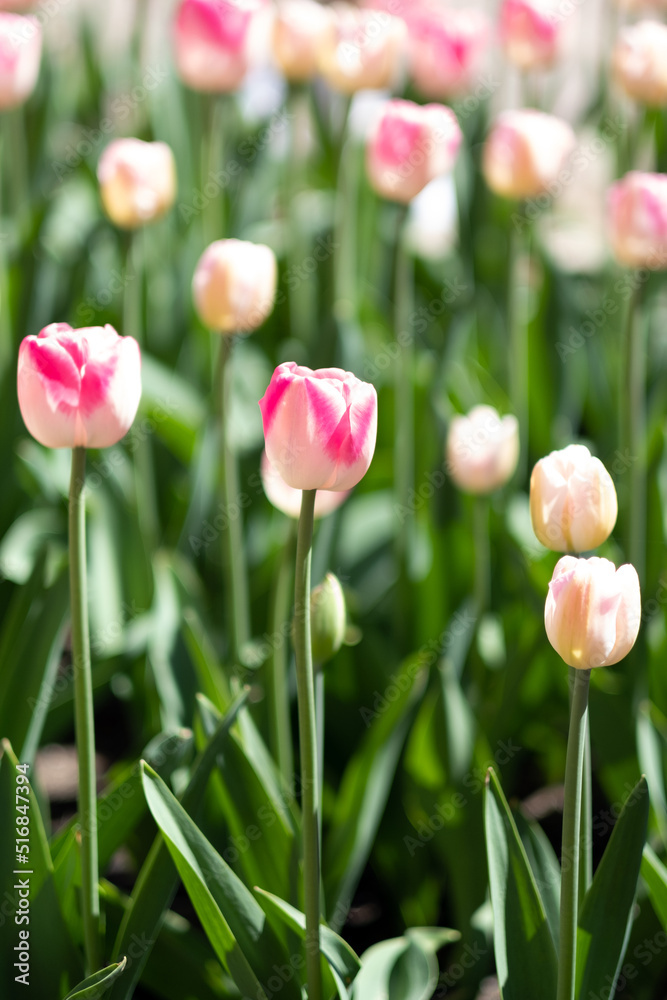 Brilliant tulip flowers with pink and orange petals Brilliant tulip flowers with pink and orange petals