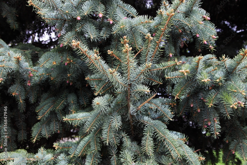 Branches of a blue spruce in close-up.