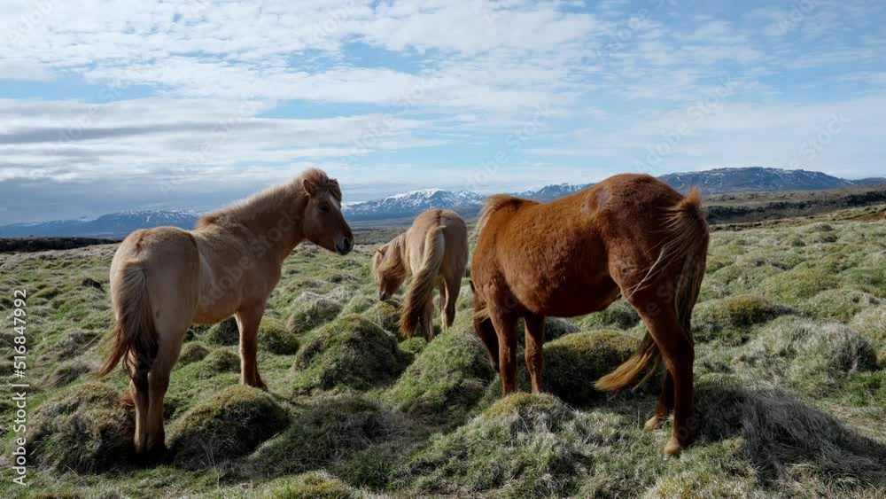 Close-up view of Icelandic horses standing on grassy field. Herbivorous mammals grazing in mountain. Brown horses in an Icelandic, green pasture with storm clouds and blue sky above. Close-up view of Icelandic horses standing on grassy field. Herbivorous mammals grazing in mountain. Brown horses in an Icelandic, green pasture with storm clouds and blue sky above.