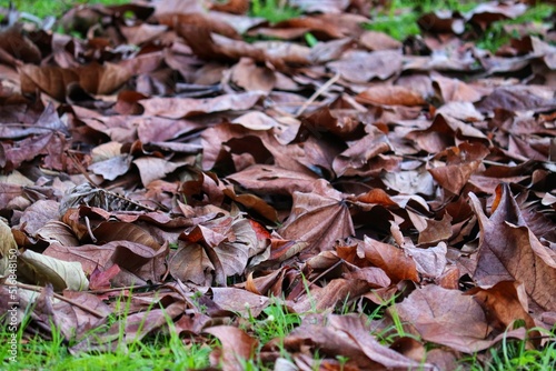 Photograph of a typical autumn landscape with dry leaves on the ground.