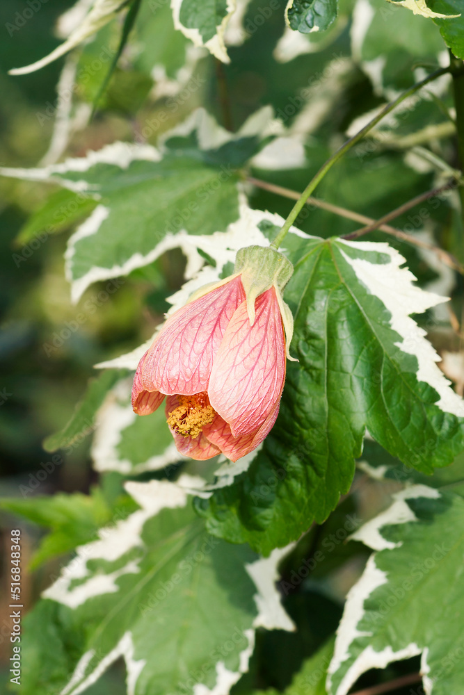 Painted mallow (Abutilon pictum). Called Red vein abutilon, Red vein indian mallow, Redvein flowering maple and Chinese lantern also. Another botanical name is Callianthe striata Painted mallow (Abutilon pictum). Called Red vein abutilon, Red vein indian mallow, Redvein flowering maple and Chinese lantern also. Another botanical name is Callianthe striata