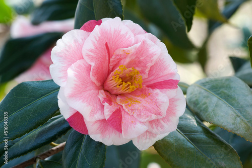 Fotografiet Lady Vansittart camellia (Camellia japonica 'Lady Vansittart')