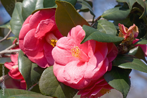 Anacostia japanese camellia (Camellia japonica 'Anacostia') photo