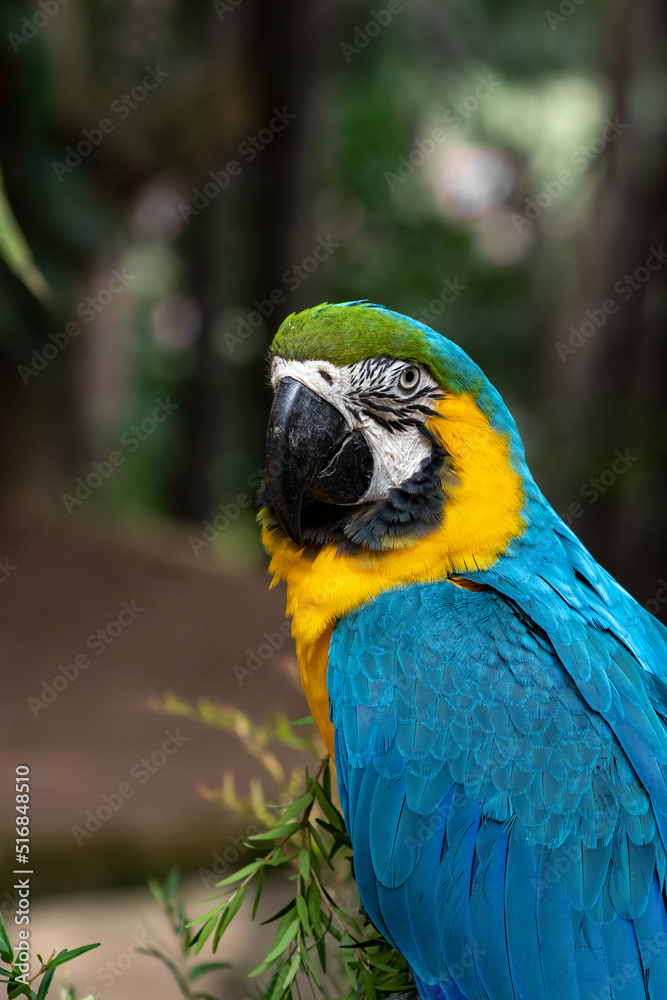 Obraz premium blue-and-yellow macaw