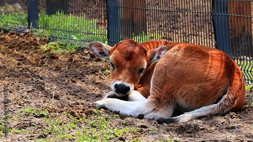 cow calf lies in a corral on a farm