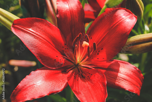 Beautiful red lilly in the garden, Lily joop flowers, Lilium oriental joop. Floral, spring, summer background. Close up. Selective focus. 