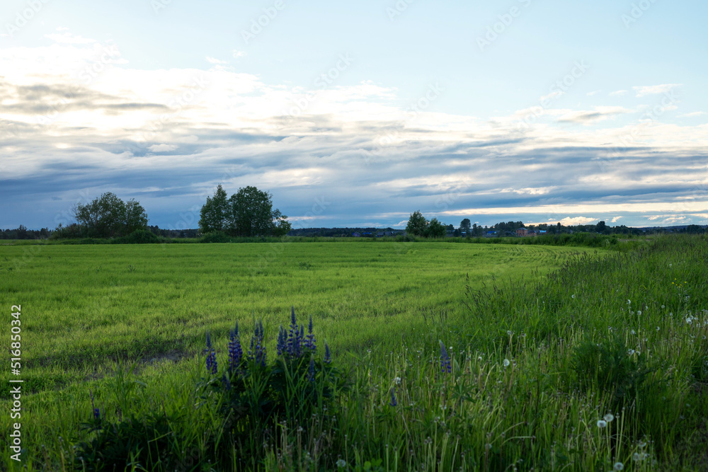 Fields and meadows on blue sky and white clouds natural landscape sunset background