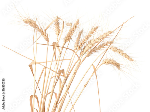 Dry wheat ears isolated on white