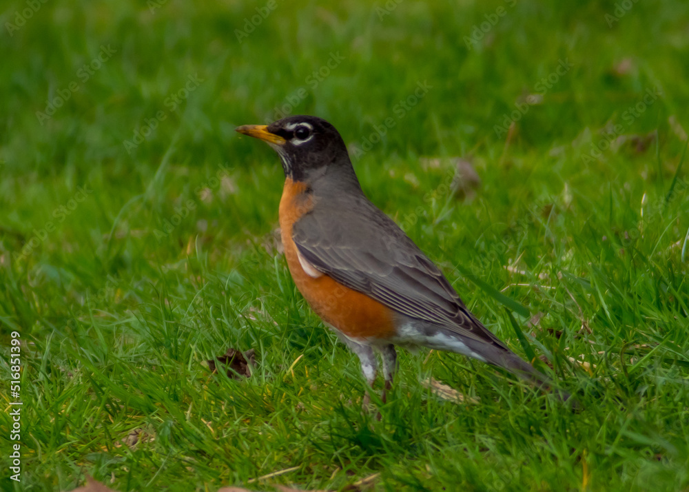 robin on the grass robin on the grass
